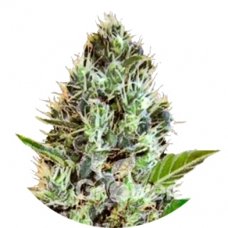 Somango Auto Fem.