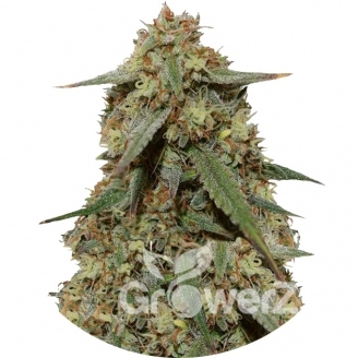 Girl Scout Cookies Fem.