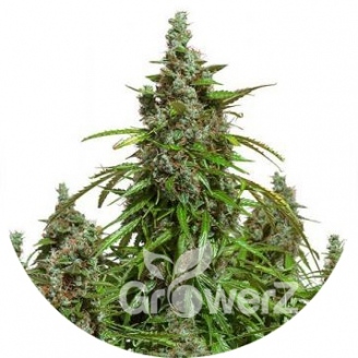 Mazar Auto Fem.