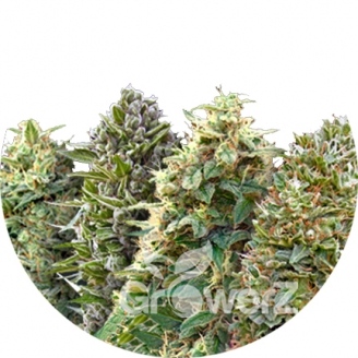 Mix Auto Fem.