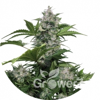 White Dwarf Auto Fem.
