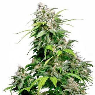 Купить семена марихуаны Mexican Sativa Auto Fem. Купить семена марихуаны Mexican Sativa Auto Fem.
