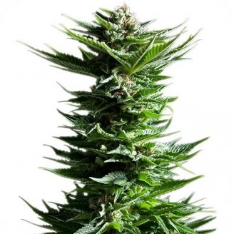 Купить семена марихуаны Power Flower Auto Fem. Купить семена марихуаны Power Flower Auto Fem.