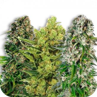 Купить семена марихуаны Indica Mix #3 Auto Fem.