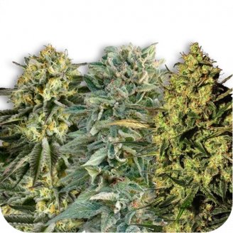 Купить семена марихуаны Sativa Mix #2 Auto Fem. Купить семена марихуаны Sativa Mix #2 Auto Fem.