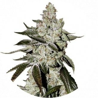 Купить семена марихуаны Girl Scout Cookies Auto Fem. Купить семена марихуаны Girl Scout Cookies Auto Fem.