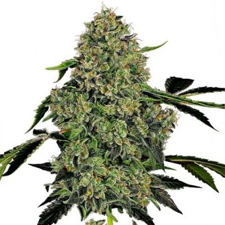 Купить семена марихуаны Killer Kush Auto Fem. Купить семена марихуаны Killer Kush Auto Fem.