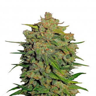 Купить семена марихуаны Lemon AK Auto Fem.