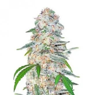 Купить семена марихуаны Blue Dream'matic Auto Fem.