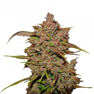 Купить семена марихуаны Crystal Meth Auto Fem. Купить семена марихуаны Crystal Meth Auto Fem.