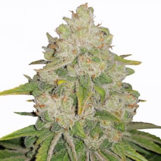 Купить семена марихуаны Bruce Banner Auto Fem. Купить семена марихуаны Bruce Banner Auto Fem.
