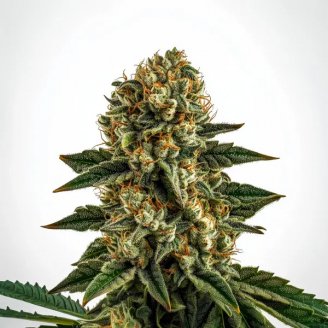 Купить семена марихуаны Gorilla Berry Auto Fem.