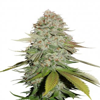 Купить семена марихуаны Keepers OG Auto Fem. Купить семена марихуаны Keepers OG Auto Fem.