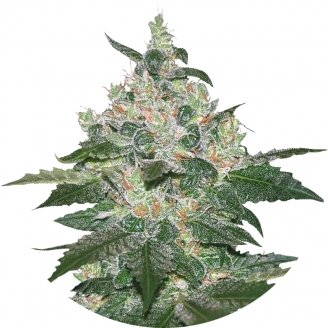 Купить семена марихуаны Afghan Kush Fem. Купить семена марихуаны Afghan Kush Fem.
